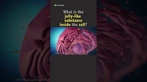 Biology Quiz: What is the jelly-like substance inside the cell?