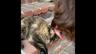 Emotional Newfoundland Gives Tolerant Cat A Tongue Bath