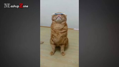 Funny cats videos 😂😂 || Amazing funny animals videos