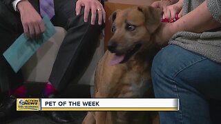 Pet of the Week - Jabba