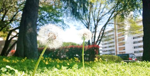 Feel the nature in japan