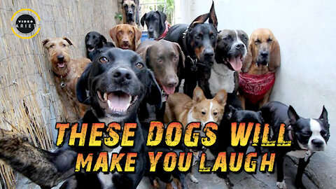 These Dog Will Make You Laugh