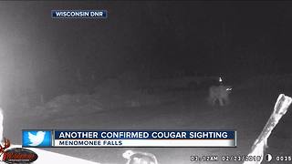 Cougar spotted in Menomonee Falls