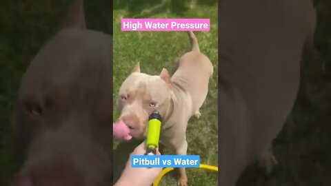 pitbull dogs||pitbull dog fight||dog bite force||#GigoX#puppies#pug#shorts