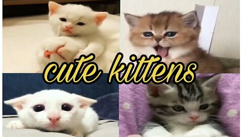 cute kittens, kittens meowing, kittens playing