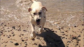 Dog trips head first in sea