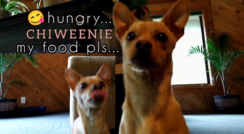 The Hungry CHIWEENIE
