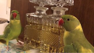Parrot plays peekaboo with his own reflection