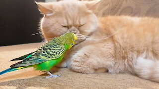 Sleeping Cat Totally Ignores Pesky Parrot