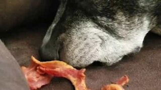 Hilarious: dog wakes up smelling bacon