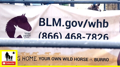 Wild Mustangs & Burros Adoption Auction