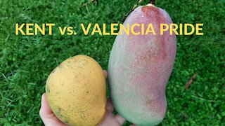 Kent vs. Valencia Pride - Comparison Between Two Mango Varieties