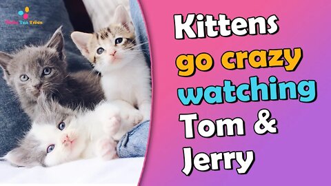 The Kitty Corner with Tom And Jerry What’s So Funny