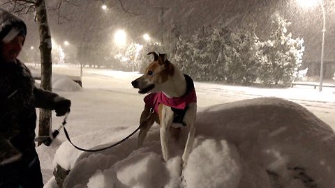 Dog Enjoys First Snowfall Of The Year