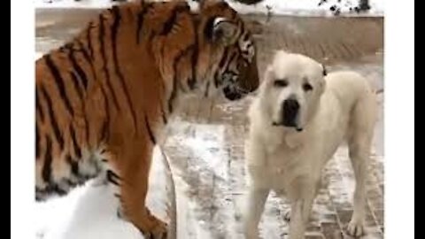 Wildest predation. Watch how the tiger was preying on this poor dog#