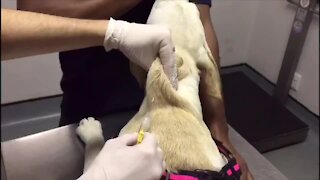 SOUTH AFRICA - Cape Town - Dog microchipping stock (Video) (yEw)