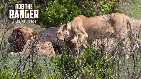 Lion Pride Feasting On a Buffalo | Lalashe Maasai Mara Safari