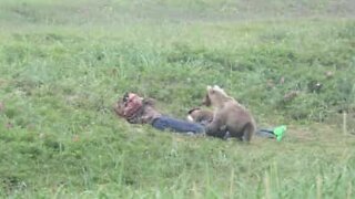Curious bear approaches sleeping men