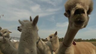 Frolicking with alpacas