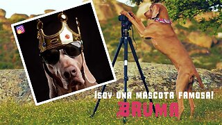 Mascotas famosas: La modelo de Instagram