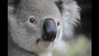 Koala ferma il transito su una strada in Australia