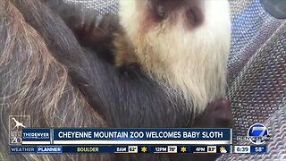 Cheyenne Mountain Zoo welcomes baby sloth