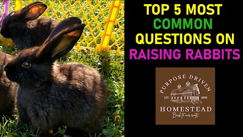 Top 5 Most Common Questions on for Raising Rabbits 🐇🐇🐇
