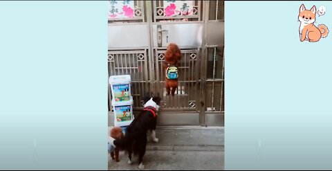 Cute Little Dog Knows How To Perfectly Open a Door Like Humans! Funny Dogs Compilation