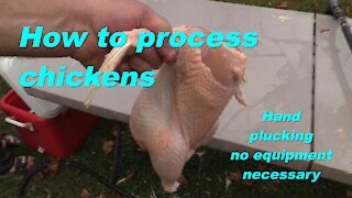 processing a chicken