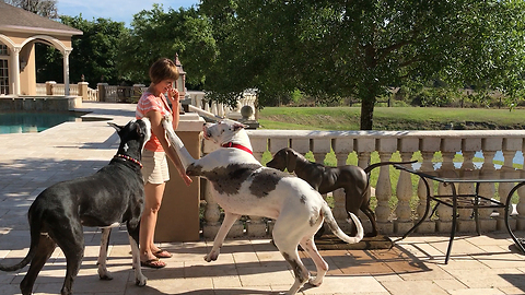 Funny Great Danes Show Off Their Party Tricks