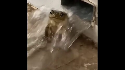 Toad Takes a Shower