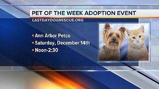 Pets of the Week - Frida and Hans