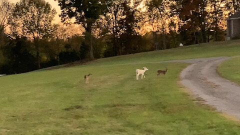 Beautiful Albino Deer