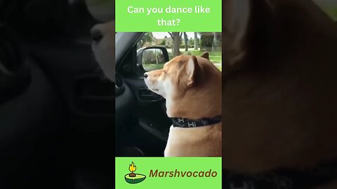 Cute dogs dancing #shorts #pet #fyp #dog #dogsoftiktok #marshvocado #funny #petsoftiktok #trending