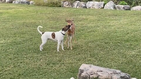 Fawn And Dog Best Friends Frolic In The Backyard
