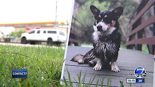 Truck stolen in Denver with Corgi puppy inside
