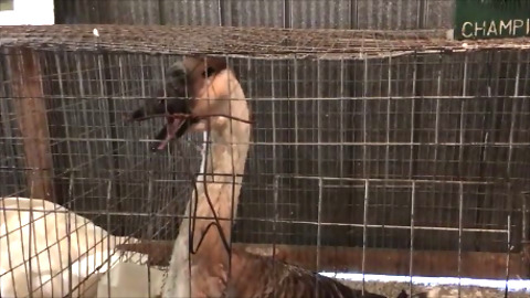 Sad Geese Cry For Each Other After Being Separated For The First Time