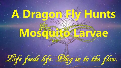A Dragon Fly Hunts Mosquito Larvae