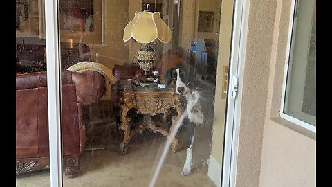 Funny Great Danes Helps Wash Slobber Art Sliding Doors