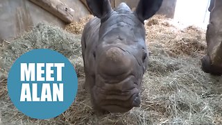 Heart-warming moment captured on camera of a baby White Rhino rolling around in the mud.