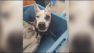 New review in animal cruelty case leading to death of dog in Fort Pierce