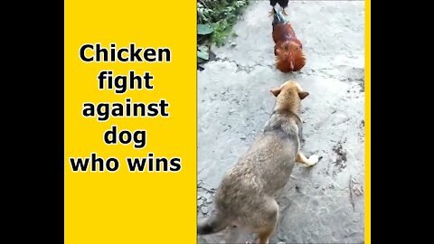 Chicken fight against dog who wins