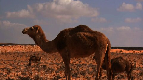 Camel-Camel depart on a Desert Journey- Camel Ride Video- Camel Video Collection-4K Ultra HD Video