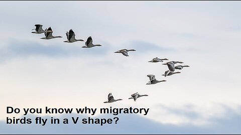 Do you know why migratory birds fly in a V shape #bird #birds #animals #views #usa #didyoukonw