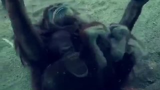 Female orangutan shows off for zoo visitors