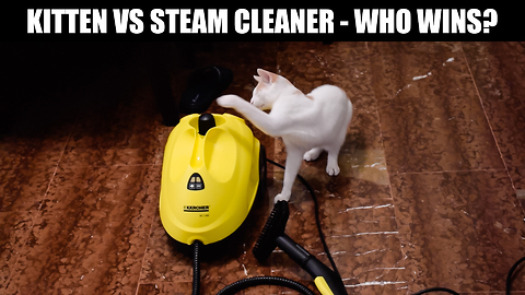 Cat unsure of steam cleaner, deems it mortal enemy