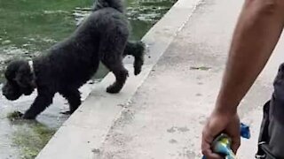 Hund falder ved en fejl i søen