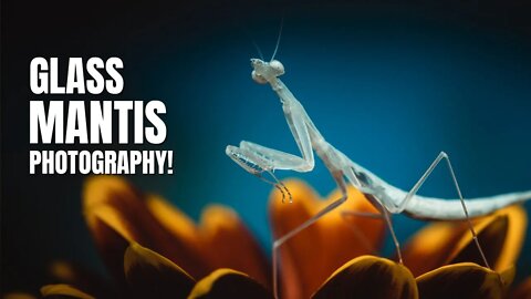 Photographing a Glass Mantis | Macro Photography