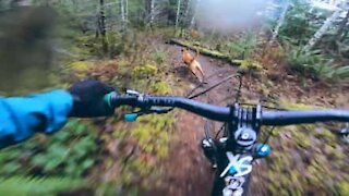 Cyclist barely keeps up with dog in insane downhill descent!