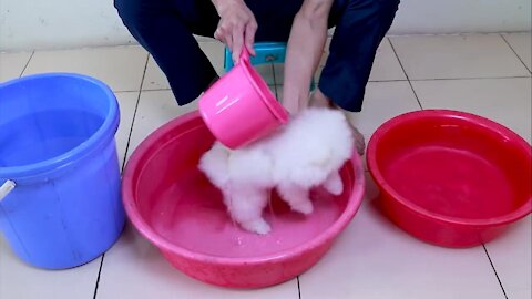 Cute Puppy Bath | Funny Dogs Puppies